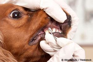 Inexpensive dog hot sale teeth cleaning