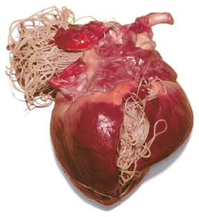 is heartworm in dogs curable