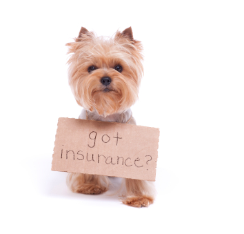 Is Pet Insurance All itu2019s Cracked Up to Be? | Bloor West ...