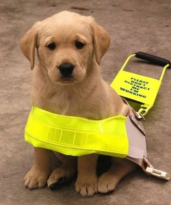 guide pup