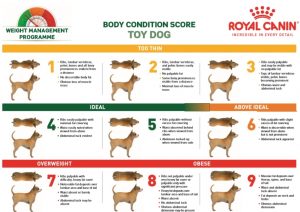 What’s your Pet’s Body Condition Score? – Bloor West Veterinarians in ...