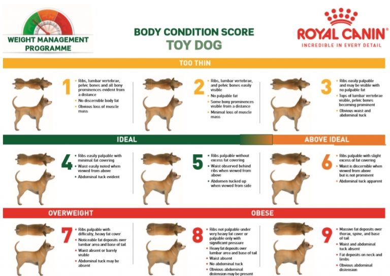 What’s your Pet’s Body Condition Score? Bloor West Veterinarians in