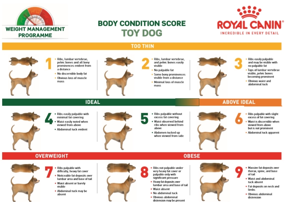 Dog Body Condition Score Chart