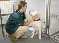 image for Animal Shelter Appreciation Week
