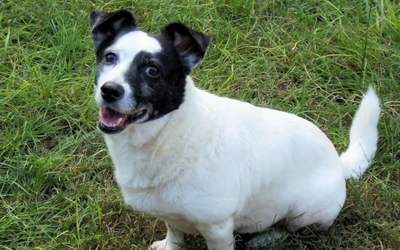 image for National Pet Obesity Awareness Day